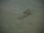 DSCF1780.JPG